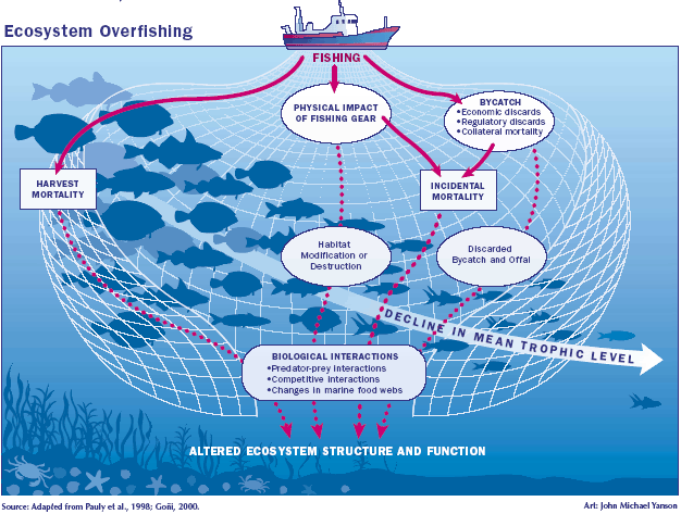 Overfishing Graphs Charts